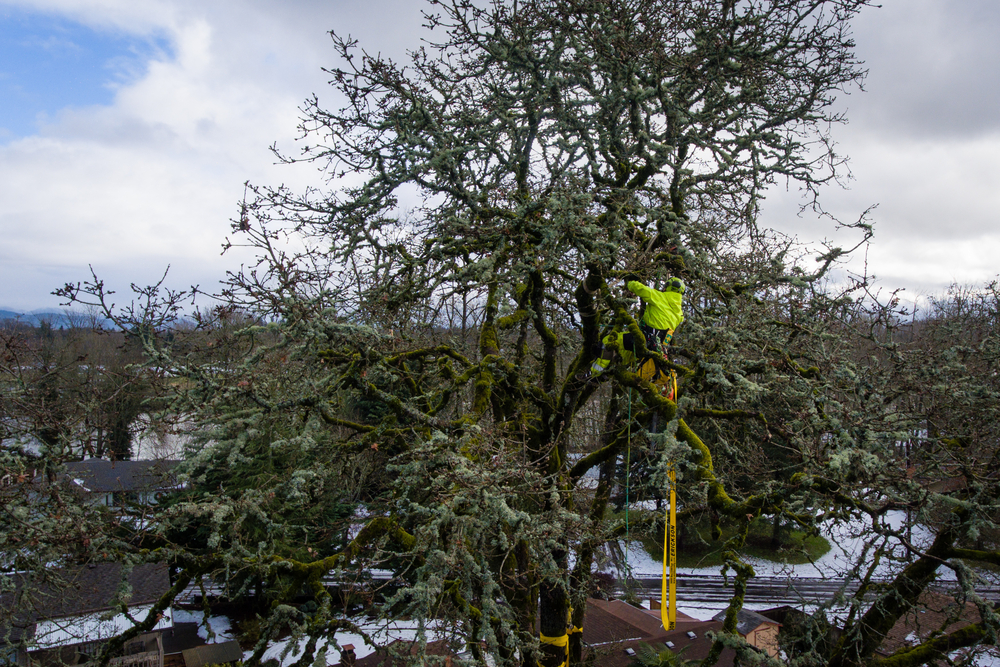 How Great Falls Winters Impact Your Trees — And What You Can Do Now
