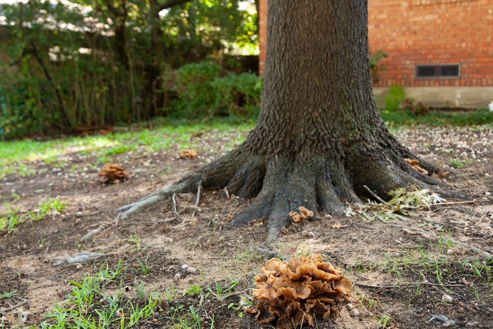 How Freezing Temperatures Affect Tree Roots in Great Falls