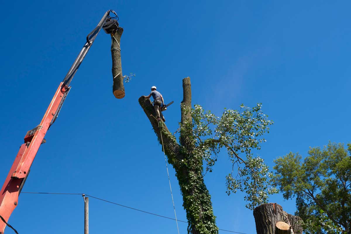 Honoring Great Falls Veterans and Seniors: How Dave’s Tree Service Makes Tree Care Affordable
