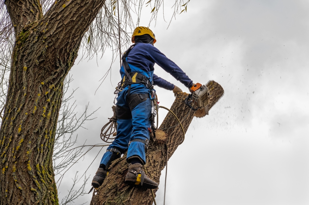 Winter Tree Removal in Great Falls: When Snow Loads Become Dangerous