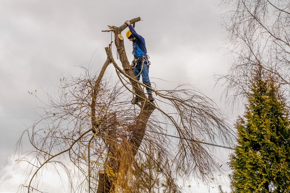 Winter Tree Safety in Great Falls: When to Call a Professional