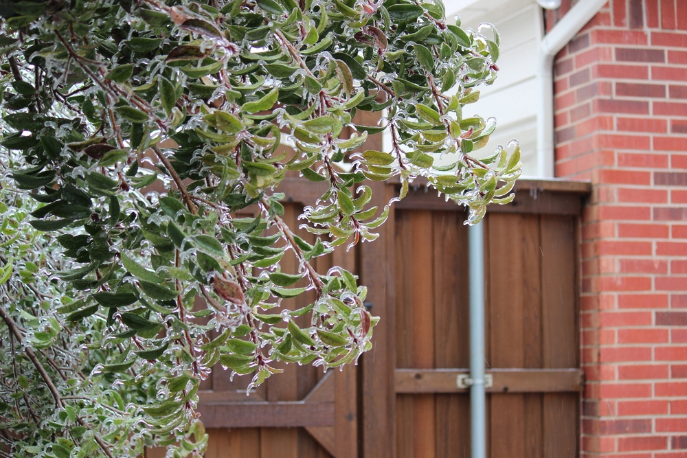 Spring 2026 Tree Cleanup in Great Falls: Addressing Winter Storm Damage